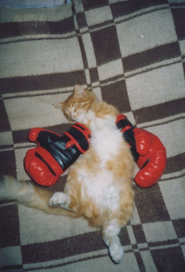 cat knockout - Animals, My, Boxing, Photo