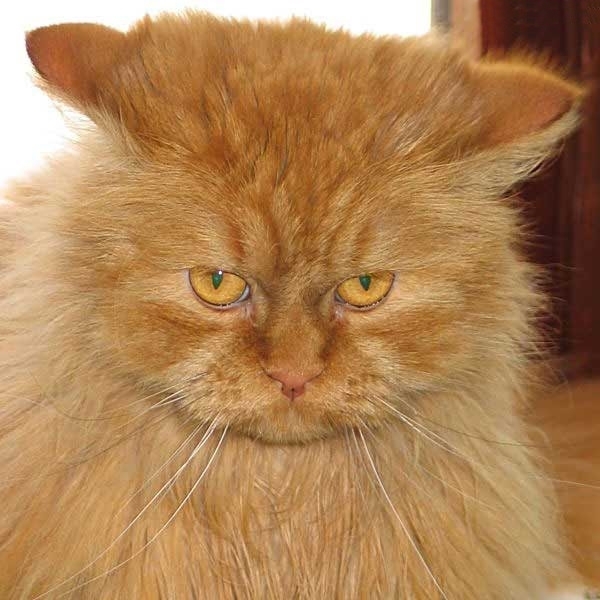 ������� ������ ��������..