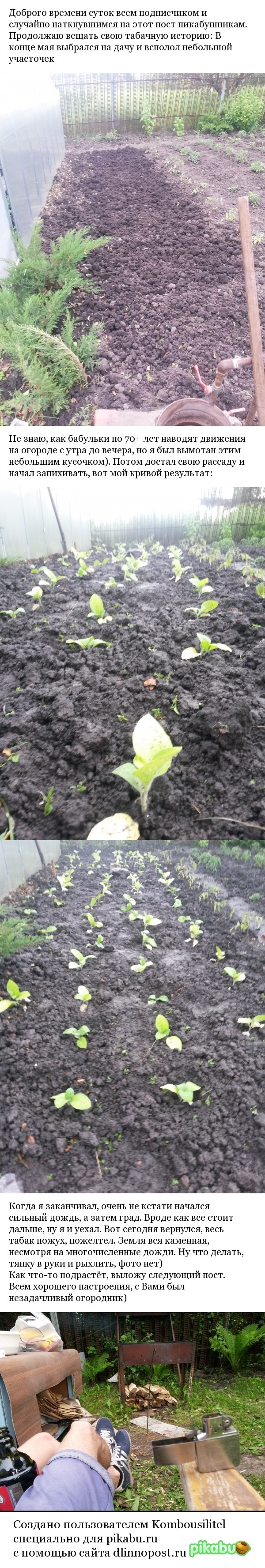 Выращиваем табак №4