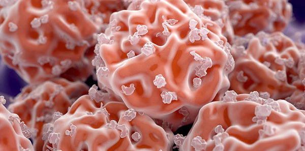 Ученые получили «золотой стандарт» стволовых клеток