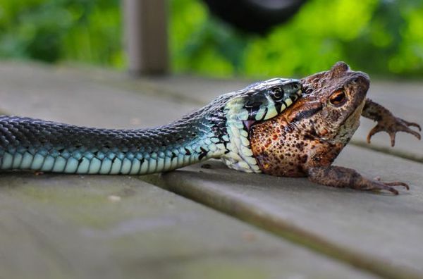 А я предупреждал- после 23 часов не квакать!
