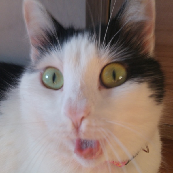 Удивление моей кошки выглядит так... Я даже не ожидал поймать такой кадр.