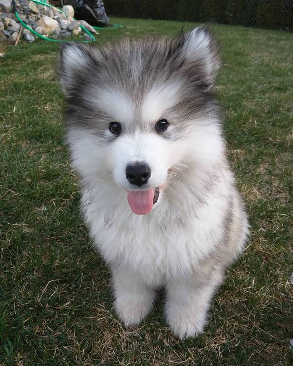 Этот очаровательный щенок выглядит как игрушка