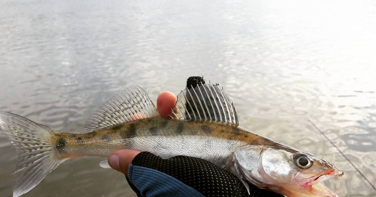 White fishing. Рыбы Башкирии. Рыбы реки белой. Река белая рыбалка. Судак в речке.