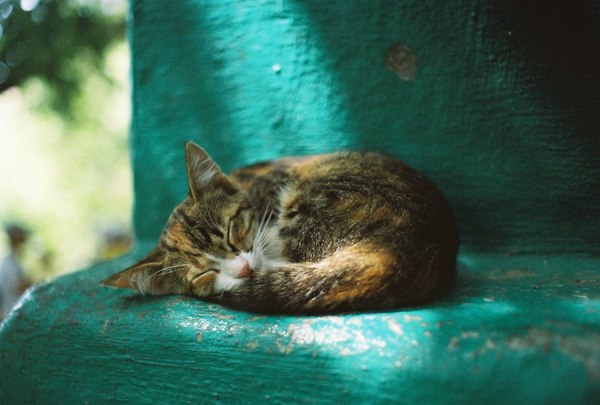 Монастырский котейка