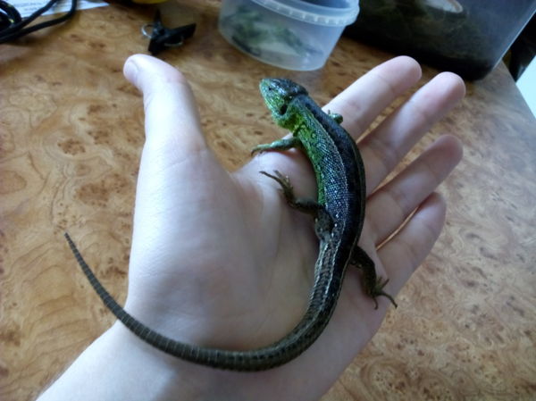 Домашний годзила