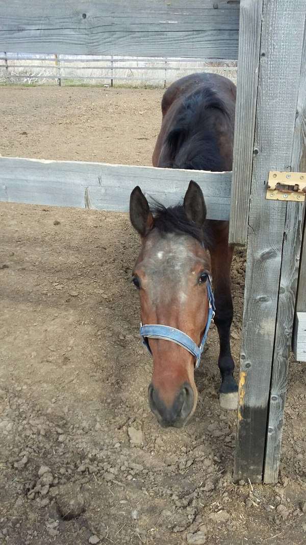"Дай морковку пожааалуйста"