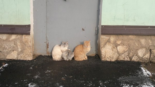 ������ ������ ����.