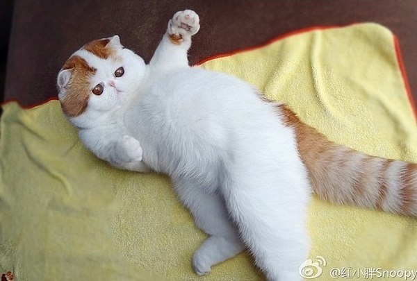 Котики наркотики.
