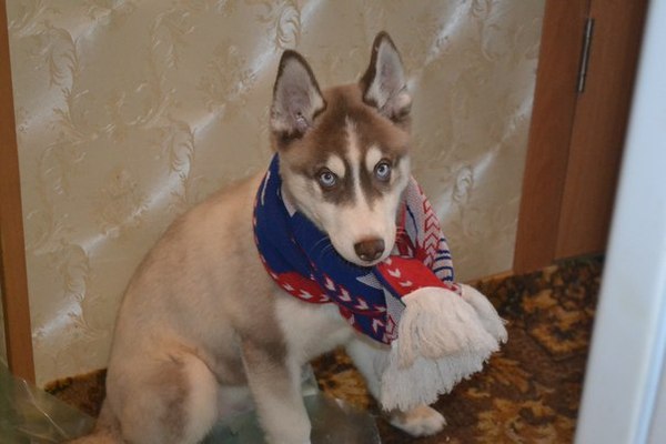 ���� ���������