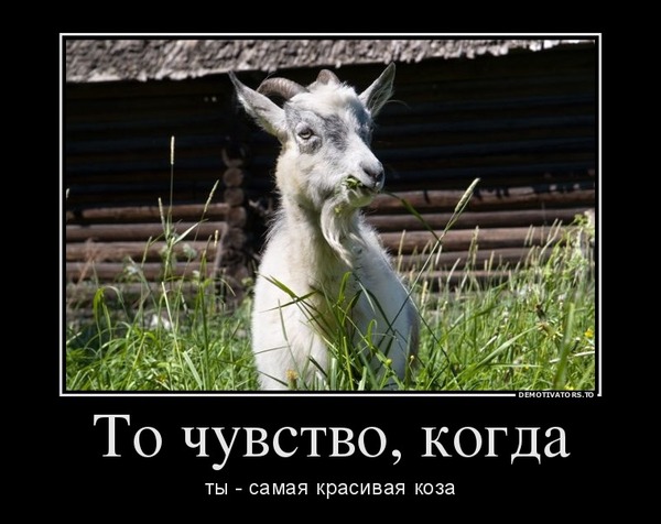 В Прикамье выбрали самую красивую козу