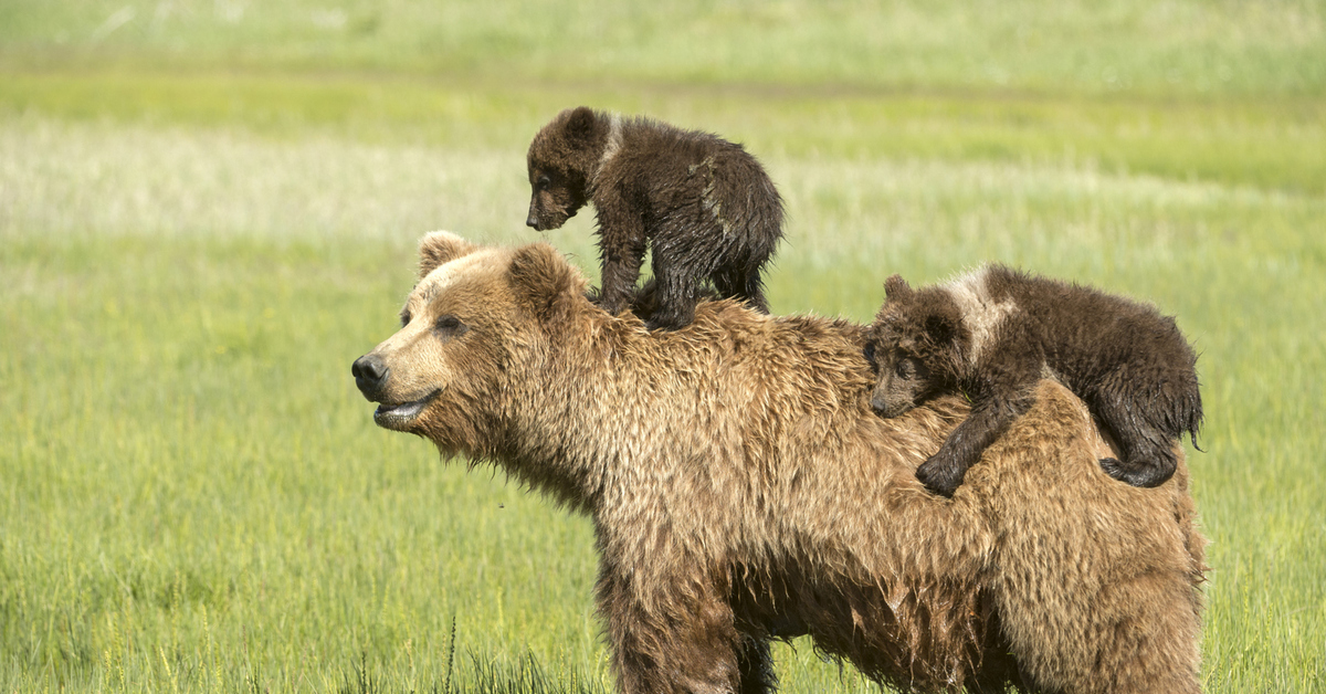 Countryside bears