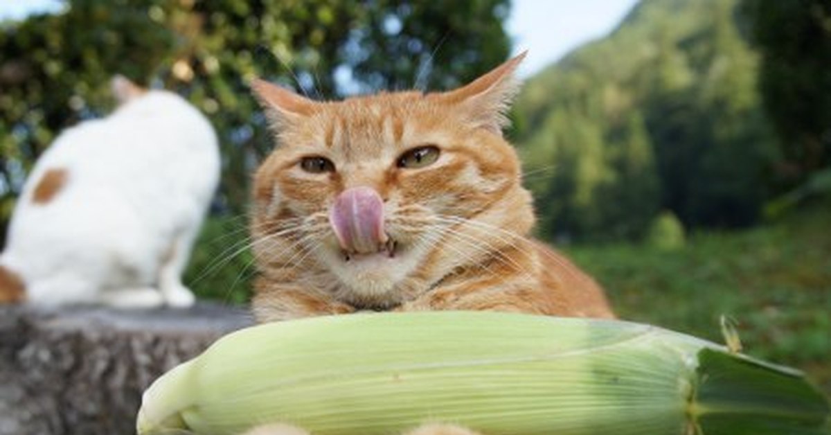 Можно котам кукурузу. Кукурузный кот. Кот с кукурузой. Кошка и кукуруза. Котята в кукурузе.
