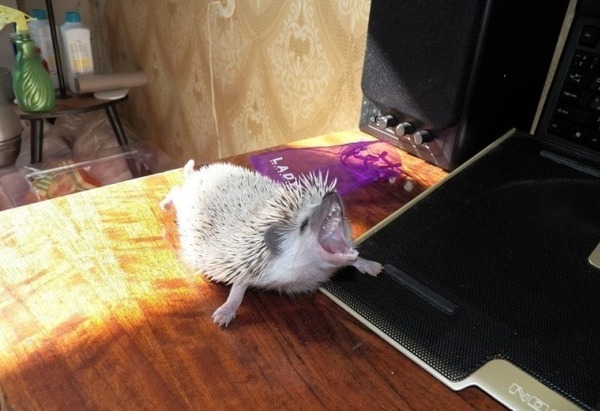 Ааааа,моя очередь играть!!!