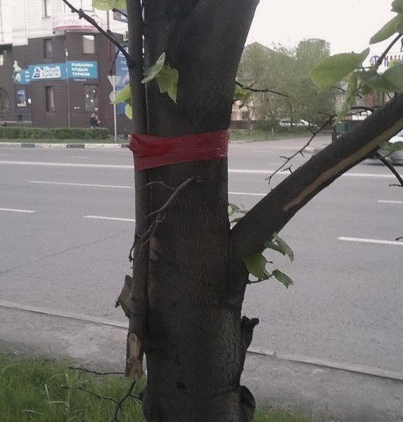 Дерево, не болей