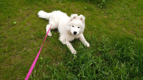 Принимайте)) Радонеж 4 мес. Самоед, Собака, Собачьи будни, Щенки