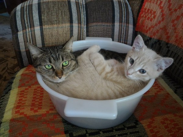 ���� ����� �����