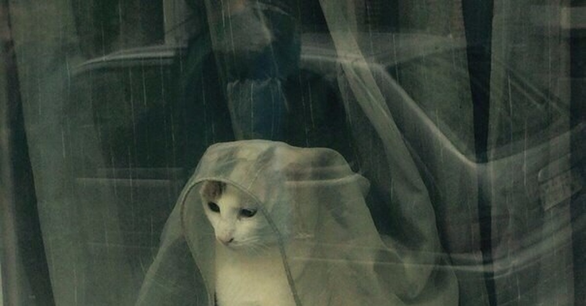 Песня жду когда выйдет из душа сижу. Кот ожидает Мем. Кот в окне Мем. Котик ждет Мем. Кот ждет у окна Мем.