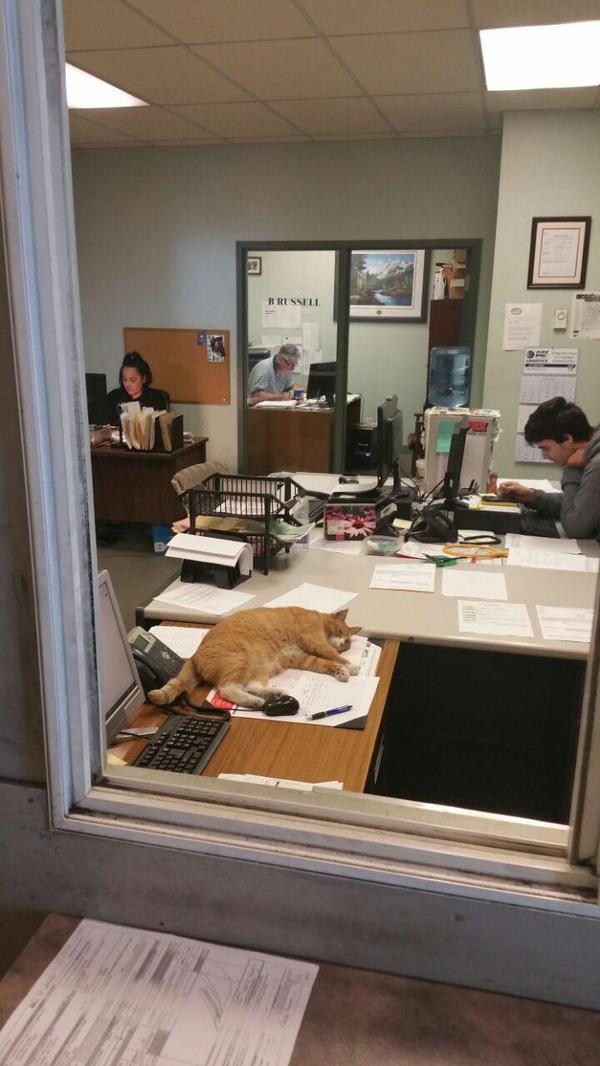 Cat at work - Canada, Warehouse, cat