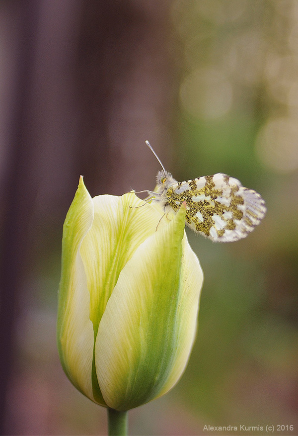 Бабочка на тюльпане Бабочка, Цветы, Тюльпаны, Фотография