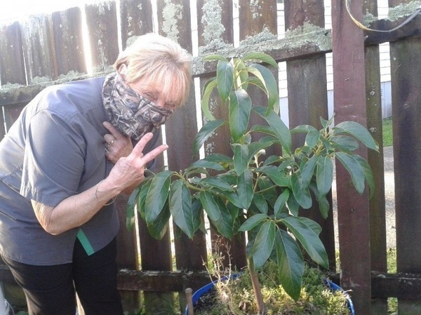 Эта жительница Новой Зеландии посадила авокадо без разрешения властей. Новая Зеландия, Thug Life, Авокадо, Интересное, Криминал, Вброс