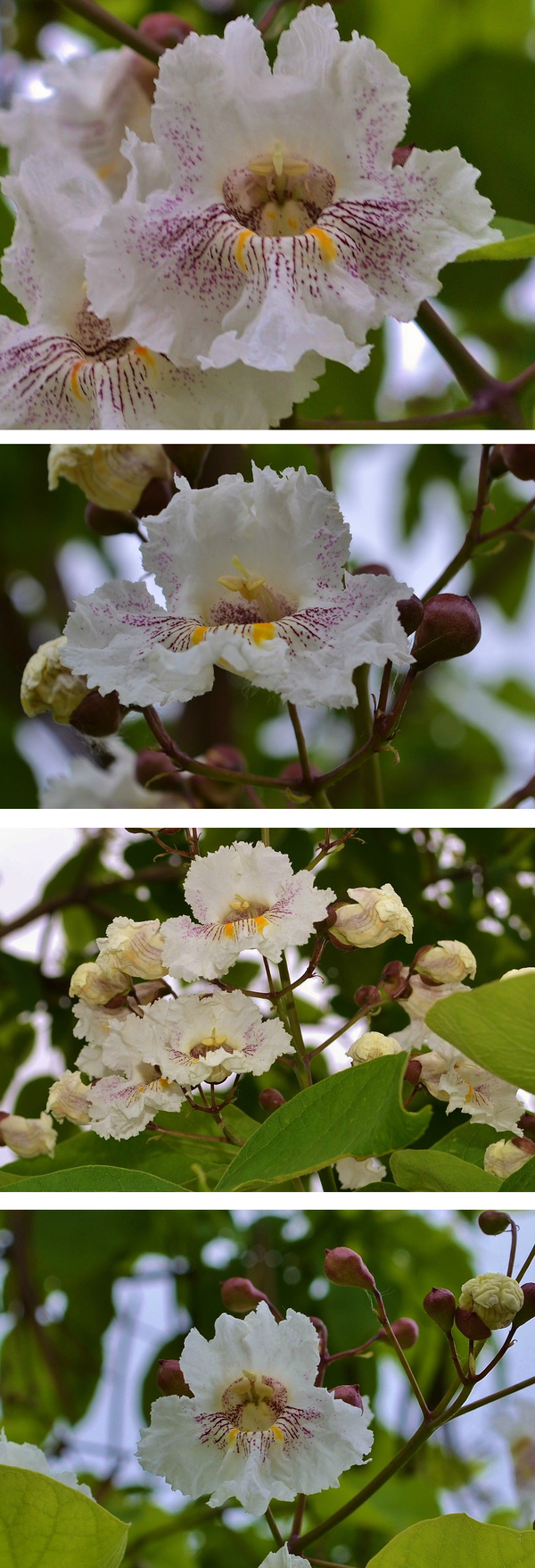 "Макаронное дерево".