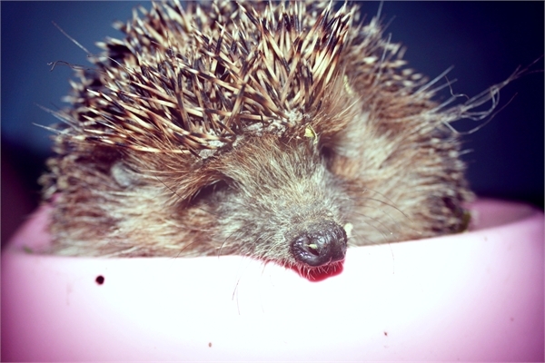 Все любят ёжиков