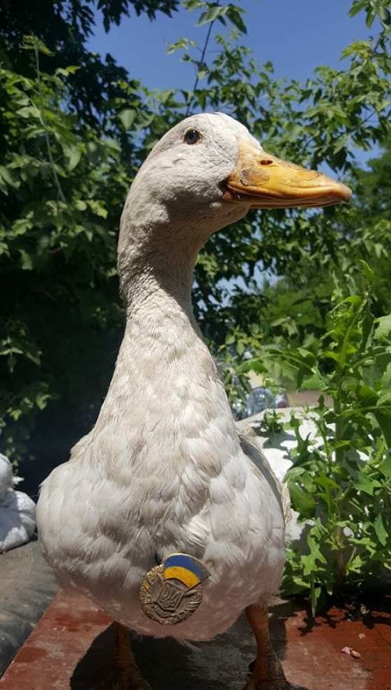 Наградили гуся за службу. Гусь, Украина, Награда, ВСУ, Что там у Хохлов, Европа