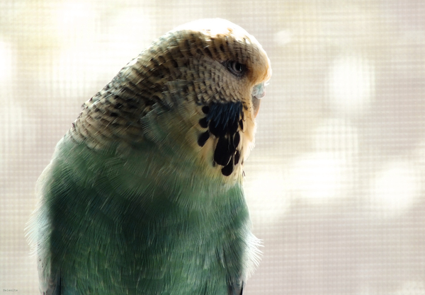 ��������� �������