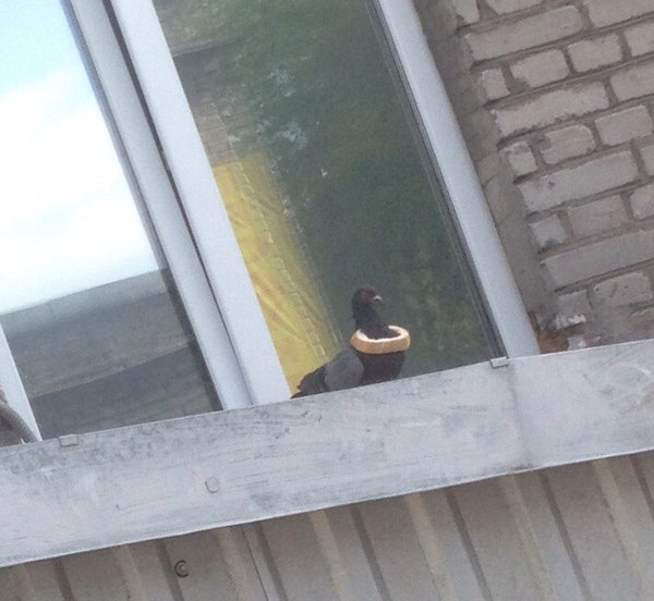 ������� ���� �� ���������