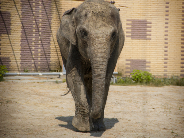 Ростовский зоопарк Зоопарк, Животные, Ростовский зоопарк, Ростов-на-Дону, Canon 60D, Длиннопост