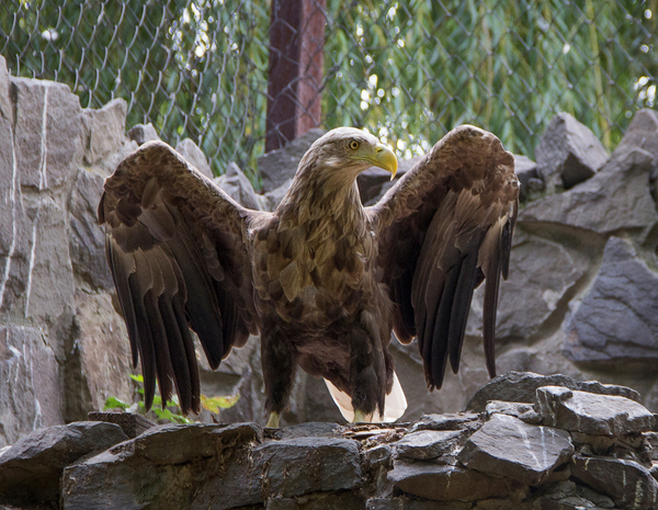 Ростовский зоопарк Зоопарк, Животные, Ростовский зоопарк, Ростов-на-Дону, Canon 60D, Длиннопост