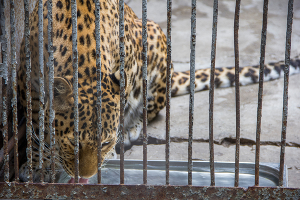 Ростовский зоопарк Зоопарк, Животные, Ростовский зоопарк, Ростов-на-Дону, Canon 60D, Длиннопост