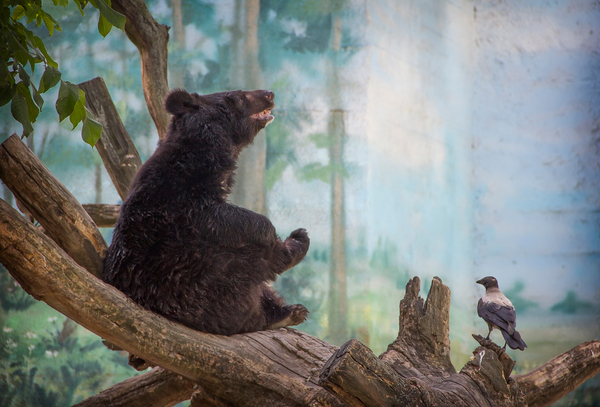 Ростовский зоопарк Зоопарк, Животные, Ростовский зоопарк, Ростов-на-Дону, Canon 60D, Длиннопост
