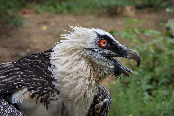 Ростовский зоопарк Зоопарк, Животные, Ростовский зоопарк, Ростов-на-Дону, Canon 60D, Длиннопост