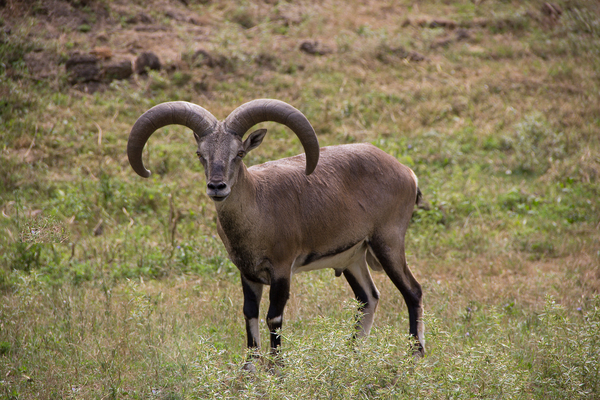 Ростовский зоопарк Зоопарк, Животные, Ростовский зоопарк, Ростов-на-Дону, Canon 60D, Длиннопост