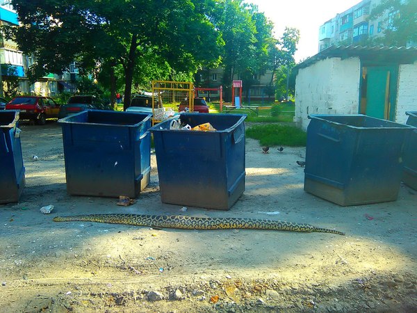 Кому нужен питон на босоножки?