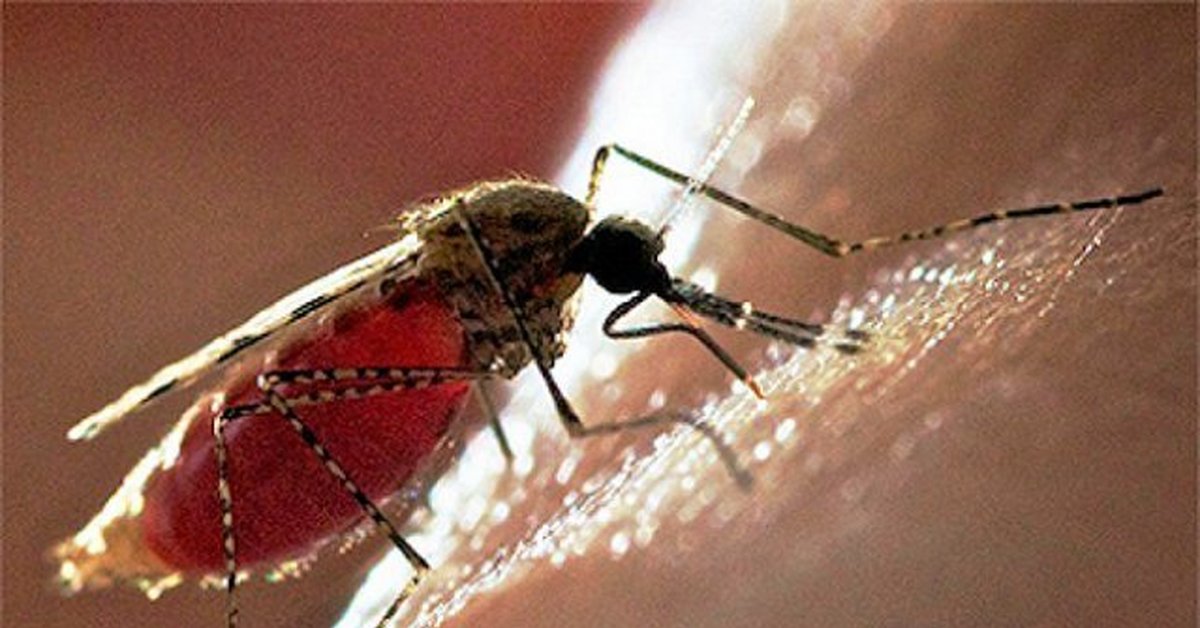Возбудитель передается через укусы насекомых. Трансмиссивный путь – через укусы зараженных насекомых. Малярийный комар опасен. Укус африканского малярийного комара.