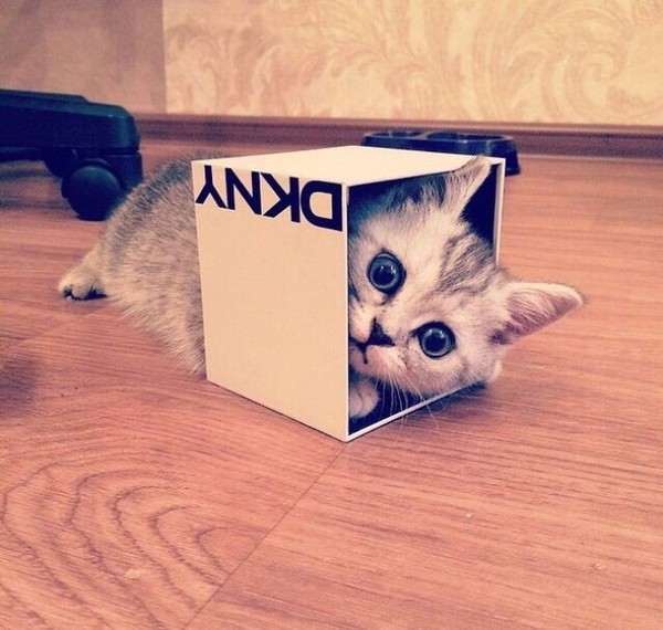 Почему кошки так любят коробки? Кот, Коробка, Картон, Прятки, Защита, Исследования, Длиннопост