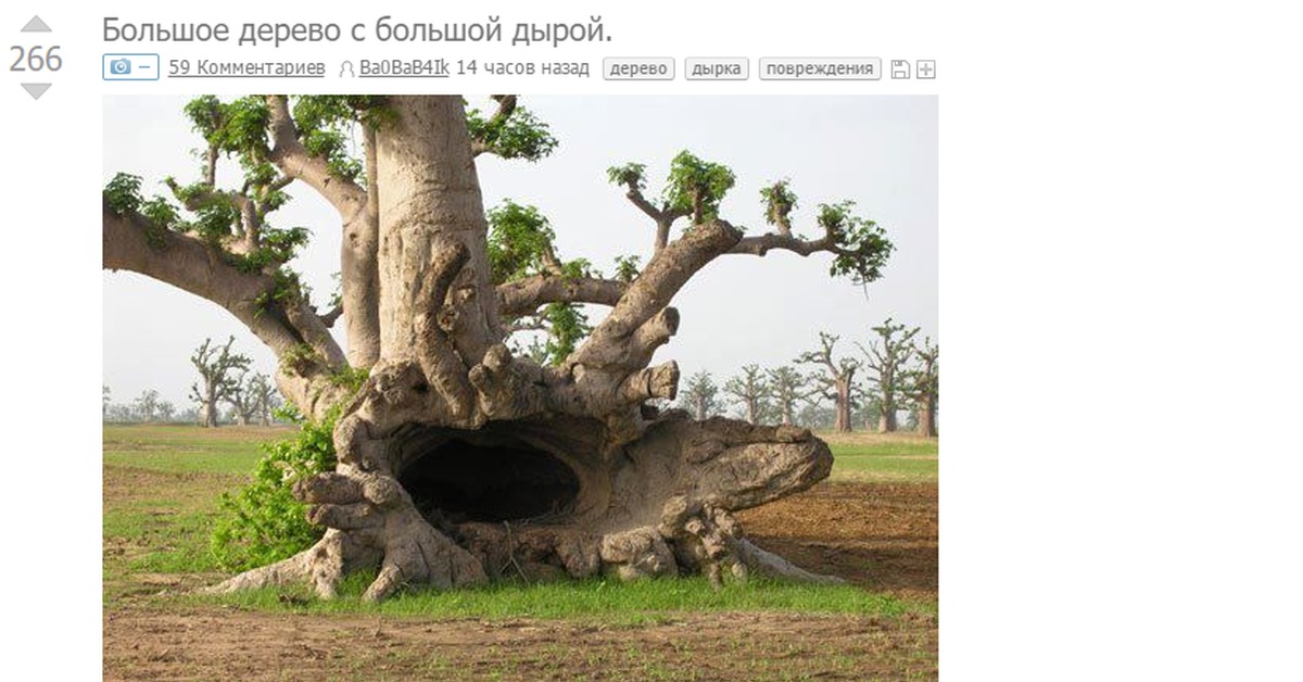 I'll just leave it here - NSFW, Coincidence, Tree, Hole, Hand
