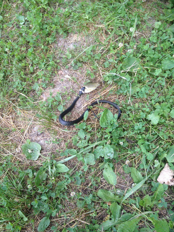 �������� ��