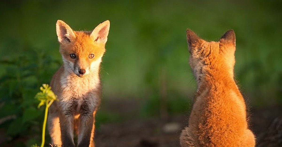 Fox cub. Лиса. Лиса со спины. Лисенок со спины. Лис на задних лапах.