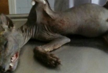 Горячие новости! хохлы убили чупакабру!