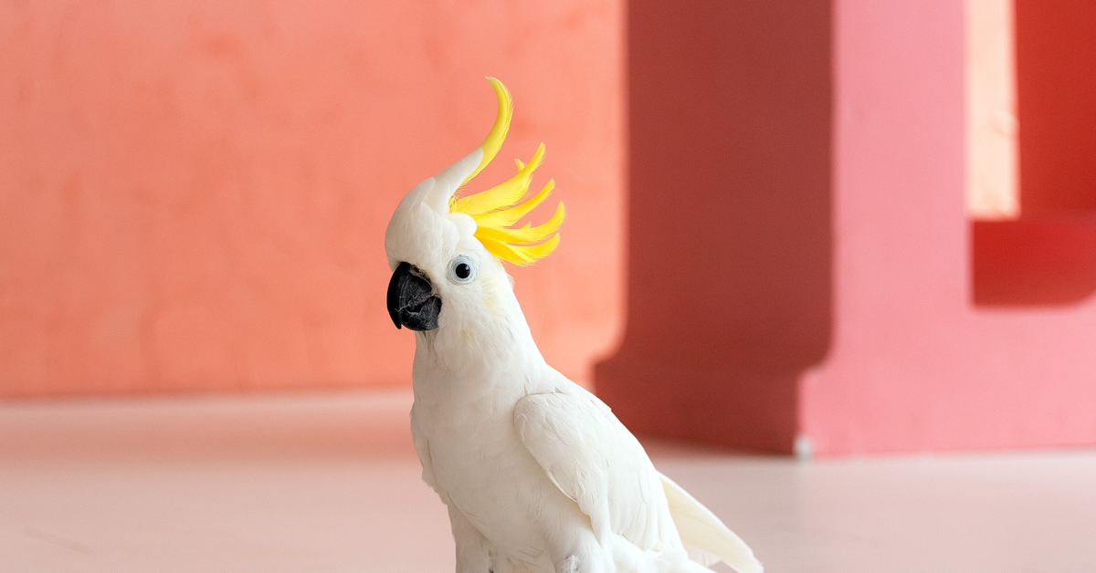 Peekaboo Cockatoo