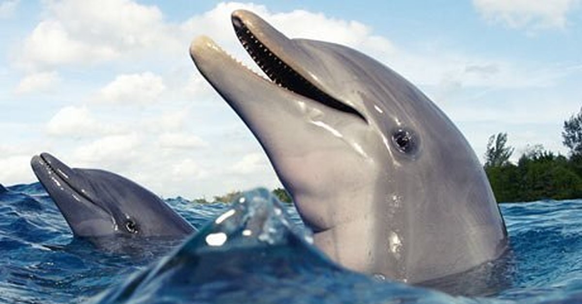 Млекопитающее способное к полету. Морские млекопитающие дельфины. Дельфин Келли. Дельфин бутылконос. Дельфин бутылконос 7.