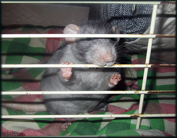 - Пусти домой, а... (Скай)