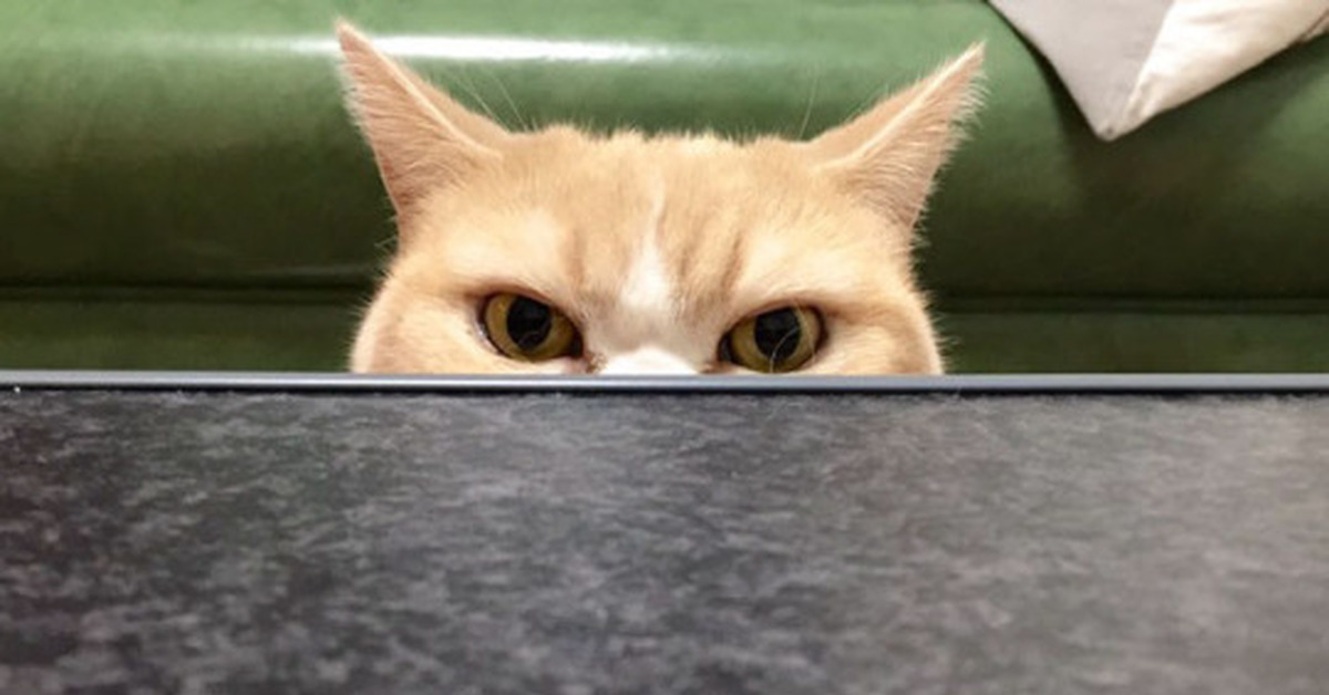 Кот ща. Кошка выглядывает. Кот выглядывает из под стола. Злой кот выглядывает. Кот Мем.