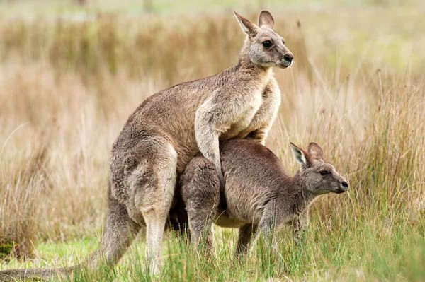 Australia distributes contraceptives for kangaroos - NSFW, Interesting, , Kangaroo, Population, Text