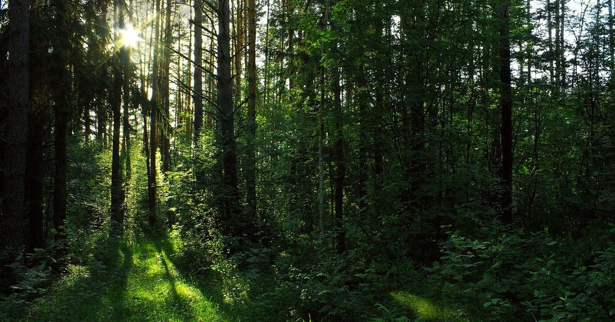 Живой звук леса. Вечерний лес. Шумный лес. Лес шумит. Звук природы в лесу.