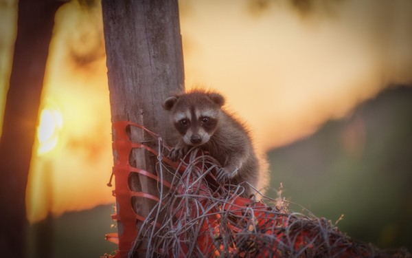 Little Raccoon. - Photo, Raccoon, Still small, Sunset